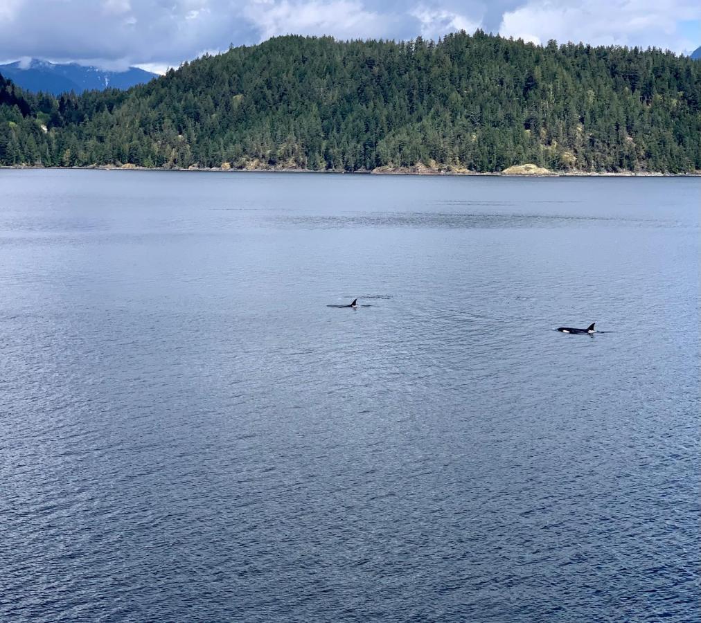Earls Cove Orca View Panzió Egmont Kültér fotó